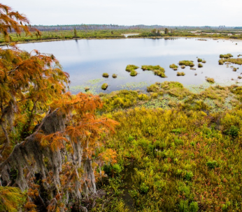 The James M. Cox Foundation and The Atlanta Journal-Constitution Help Protect Georgia's Okefenokee Swamp