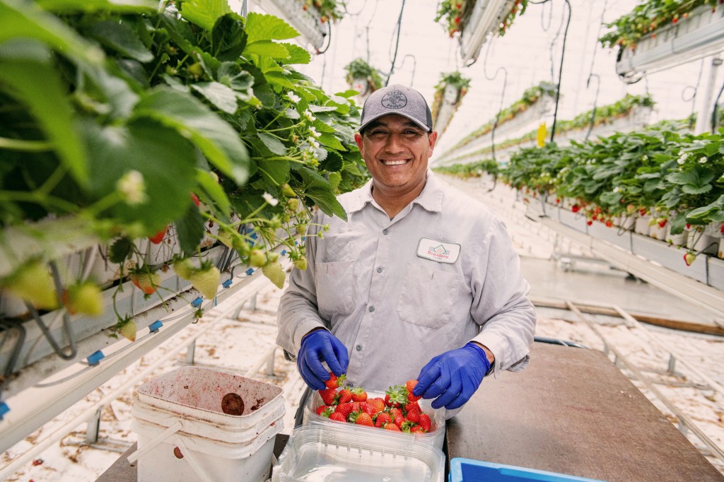 Farm worker smiling and collecting strawberries