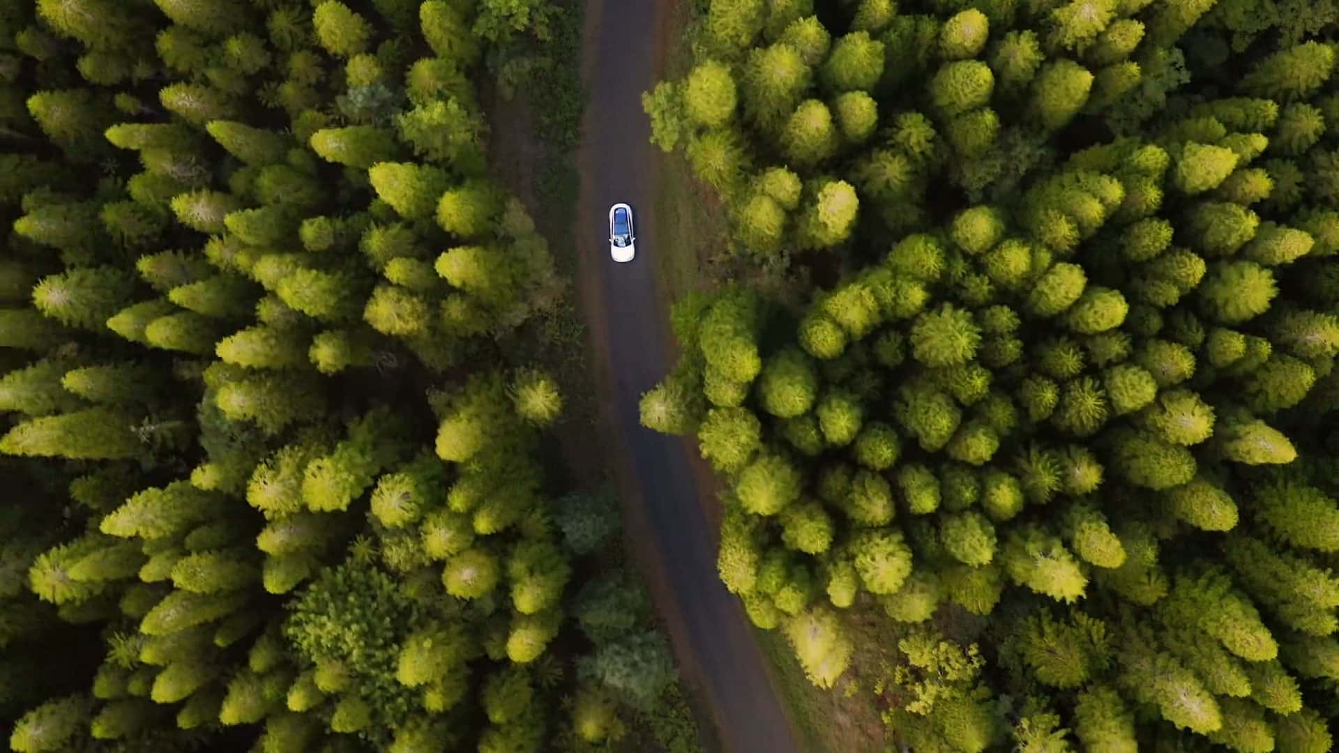 Aerial view of a car driving through a heavily wooded road