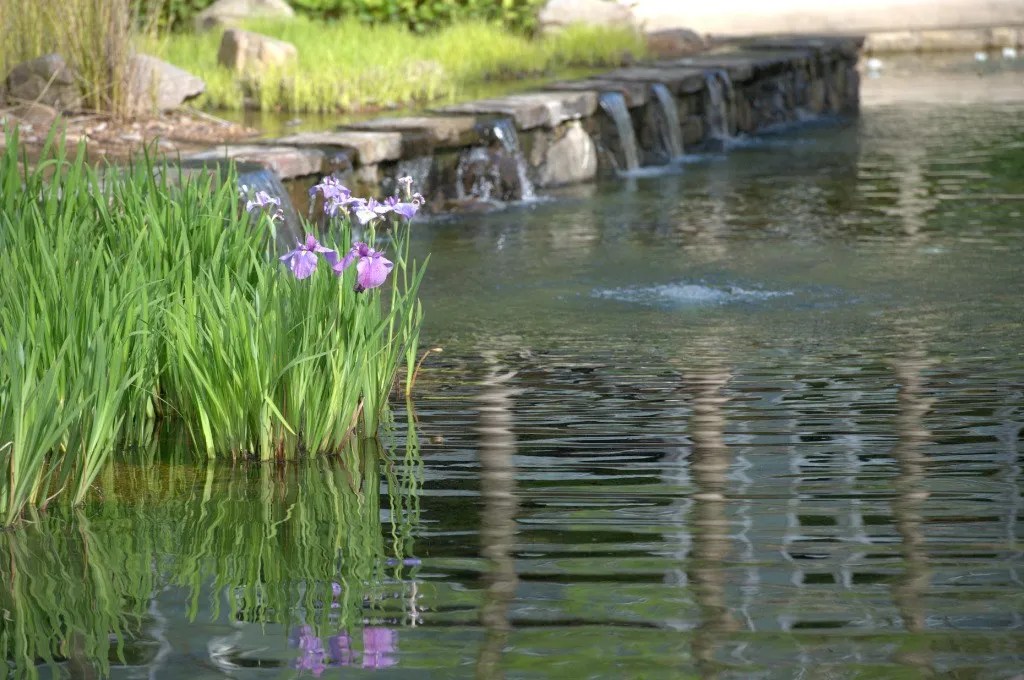 Gentle ripples in a pond