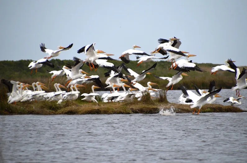 A group of birds taking flight from a body of water.