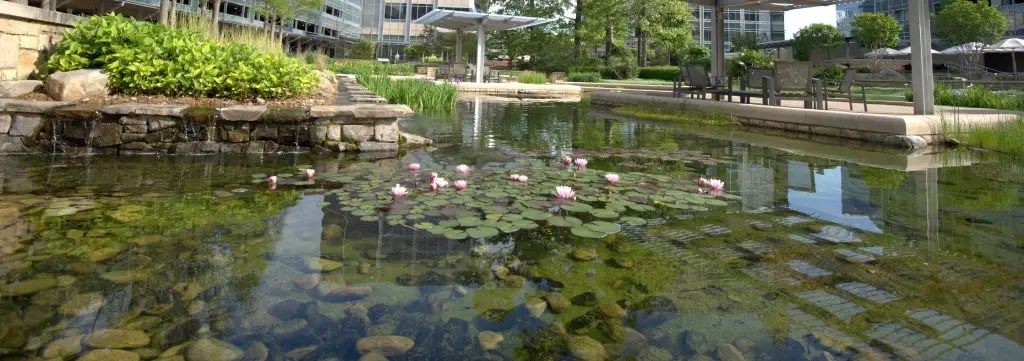 A tranquil pond with lillies